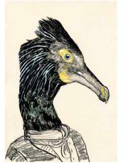 Spectacled cormorant