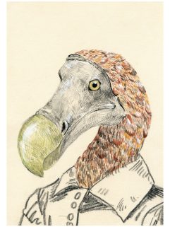 Dodo