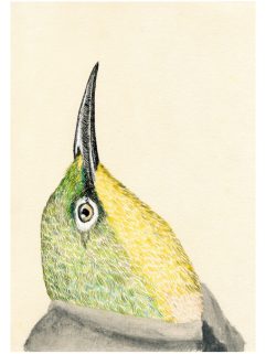 Robust white eye